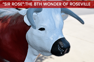 Look For SIR ROSE! The 8th Wonder Of Roseville